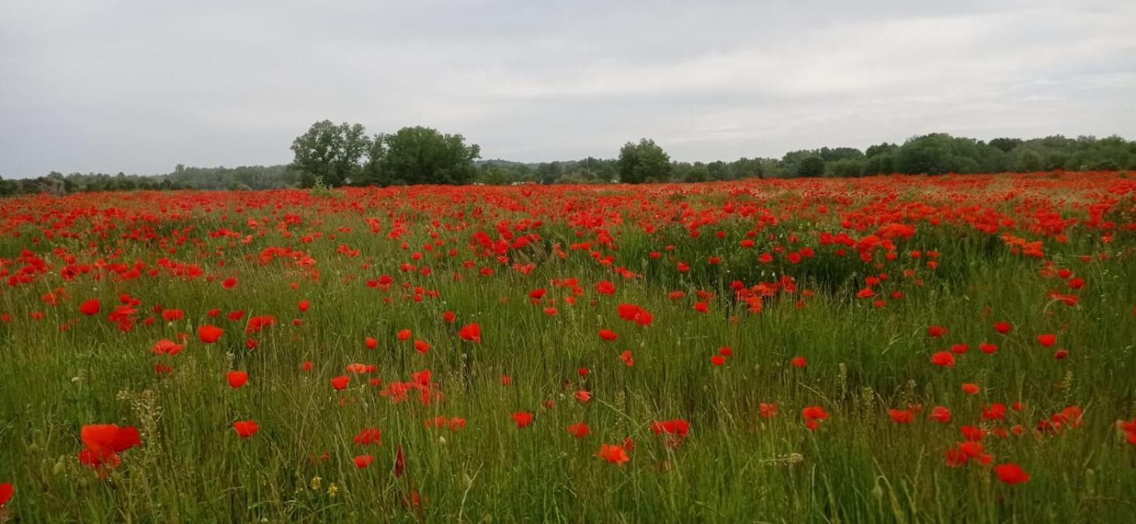 Sous Le Tilleul Saint-Maurice-de-Cazevieille Exteriör bild